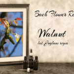 fiori-di-bach