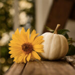 zucca_copertina