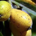 nespole