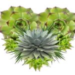 aloe