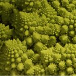 broccoli1