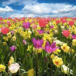 fiori-4
