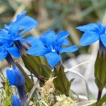 fiori_bach1