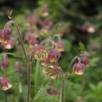 fiori_bach2-1