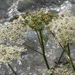 fiori_bach3-1