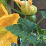 fiori_zucca