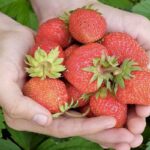 fragola1-2