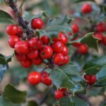 holly-tree-1030595_1920-1