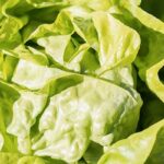 insalata-4