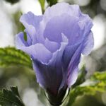 malva