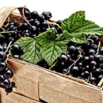 ribes_nero-1