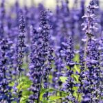 salvia