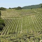 vigna-2