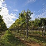 vigneti