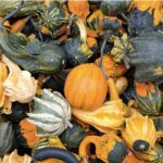 zucca1