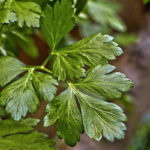 foglie