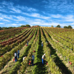 vigna_montemarano_mastroberardino