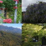 giovanna_voria_natura_collage