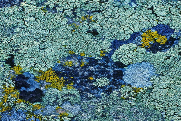 giornata mondiale della biodiversità