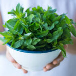 menta-2