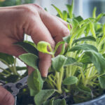 salvia-1