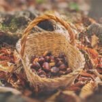 castagne