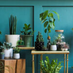 piante-da-interno-2