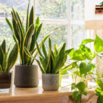 piante-da-interno-4