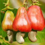 anacardi-3