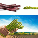 asparagi