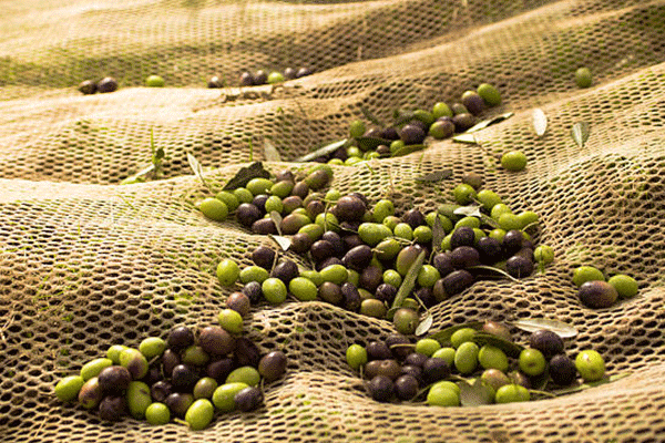 olive