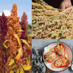 quinoa-5