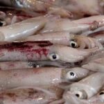 calamari-1