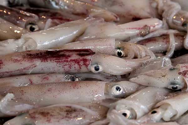 calamari