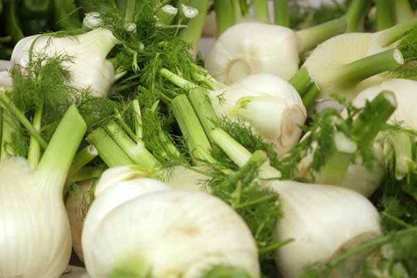 insalata di finocchi