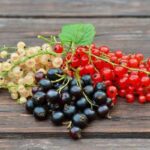 ribes-1