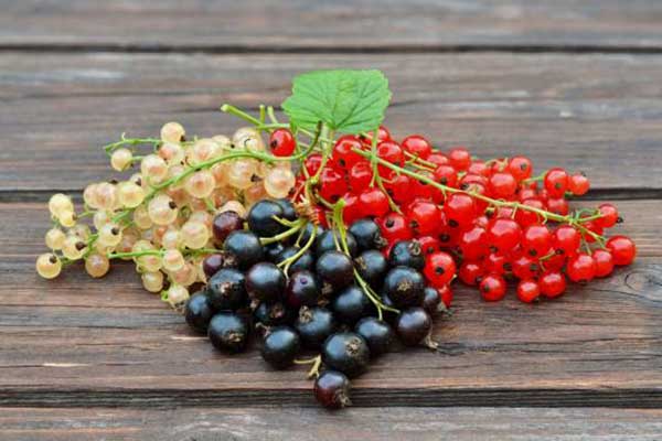 ribes